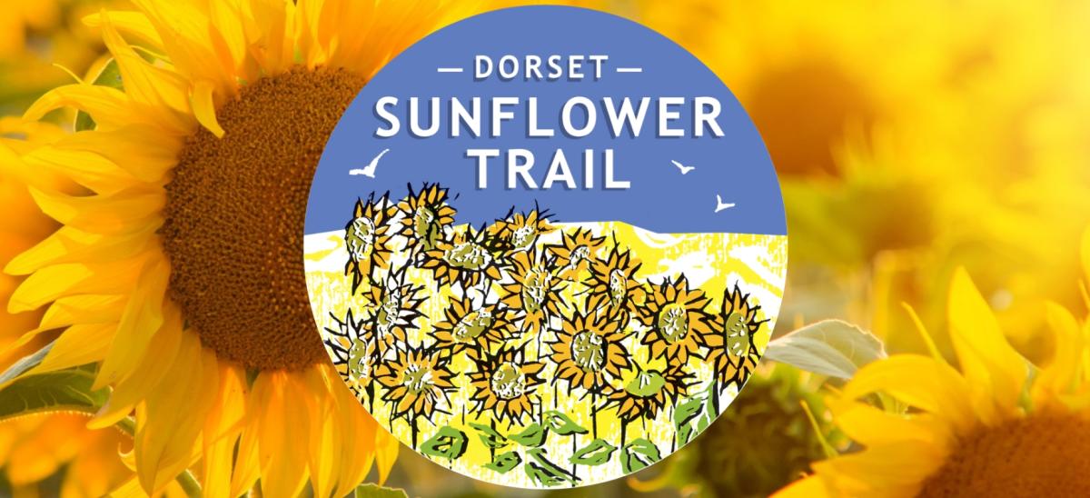 Dorset Sunflower Trail at Maiden Castle Farm near Dorchester