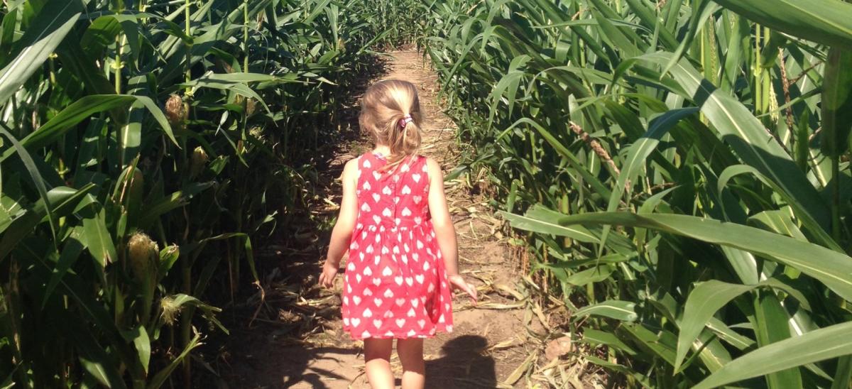 A girl walking through the Maize Maze at Farmer Palmers Farm Park in Dorset