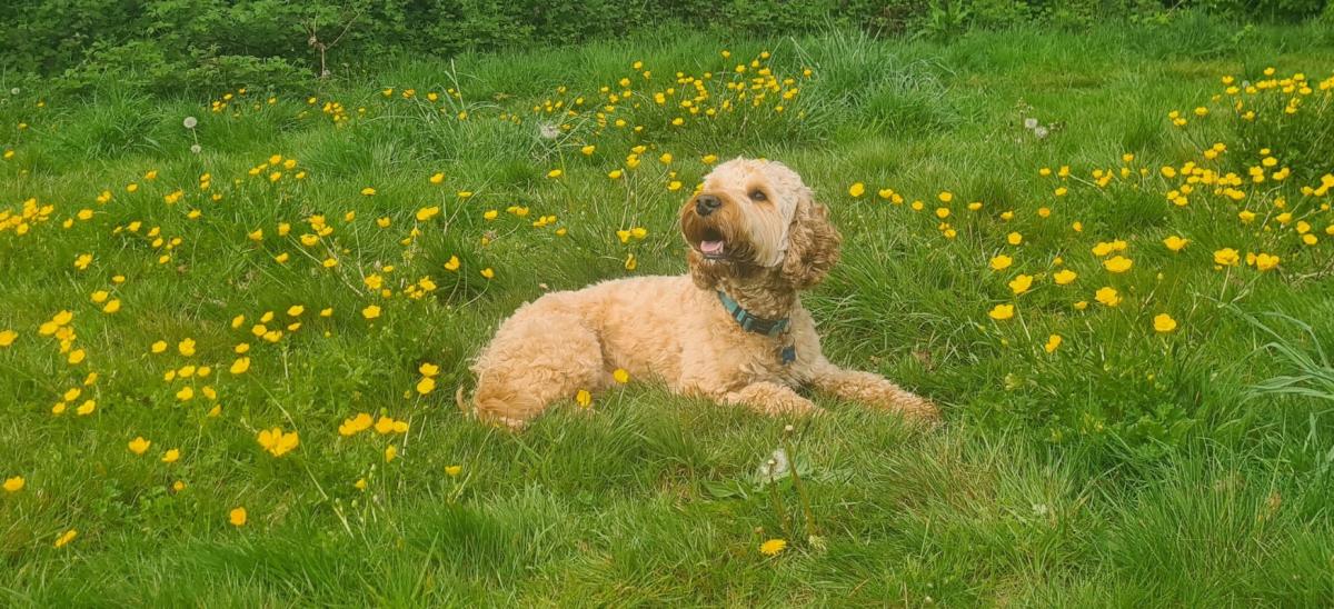 Fudge the dog sitting in a field with buttercup flowers in Dorset