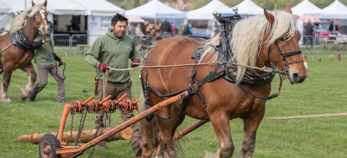 Heavy horse show at Gillingham and Shaftesbury Spring Countryside Show in Dorset