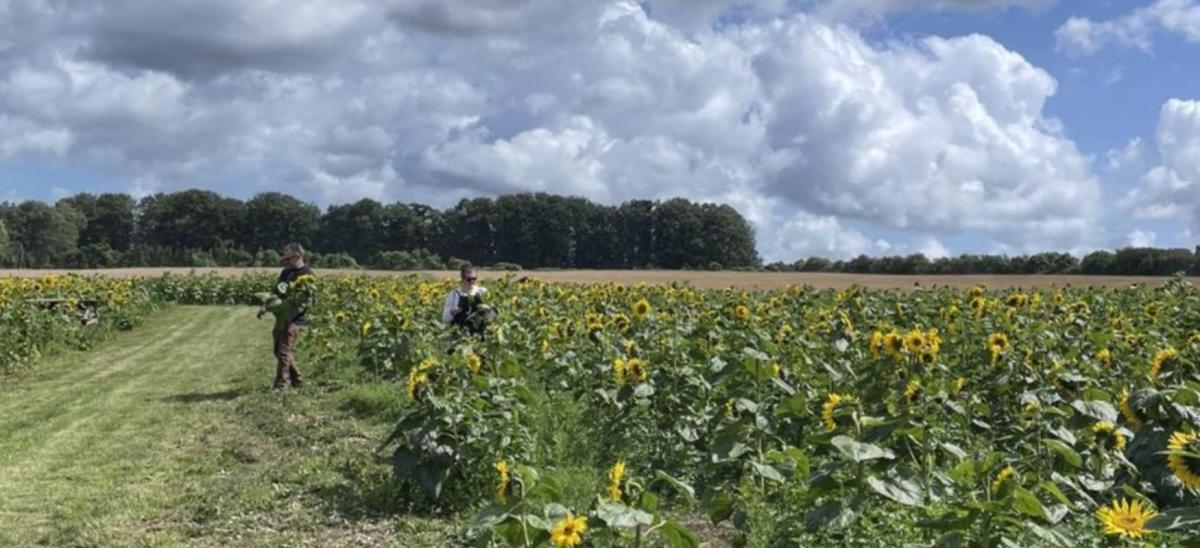 Two people picking sunflowers at Gorcombe Farm in Dorset