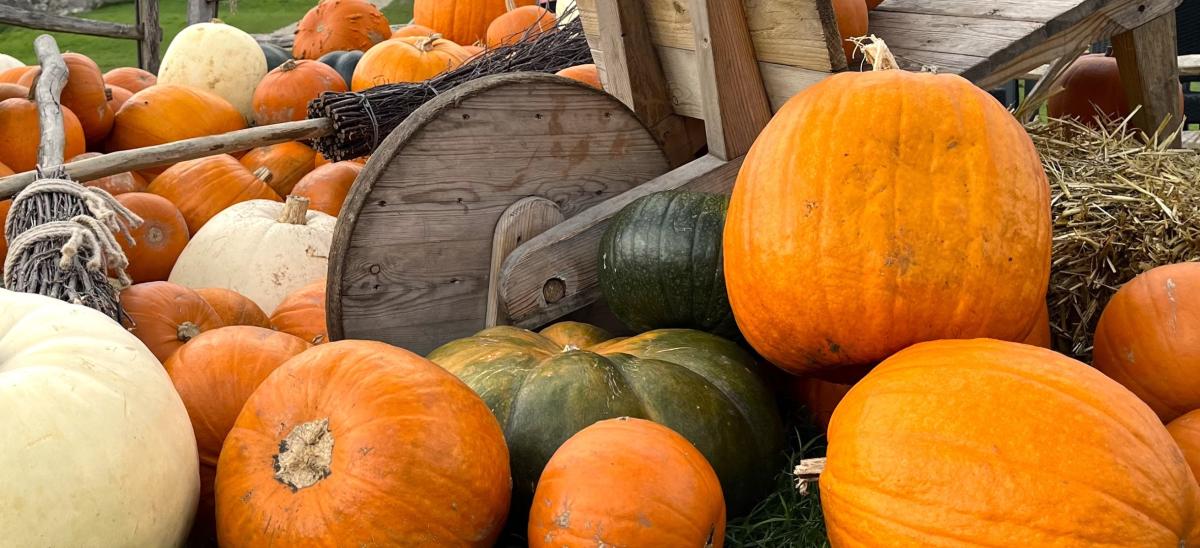 Pumpkins and broomsticks on display at the Halloween event at Corfe Castle in Dorset