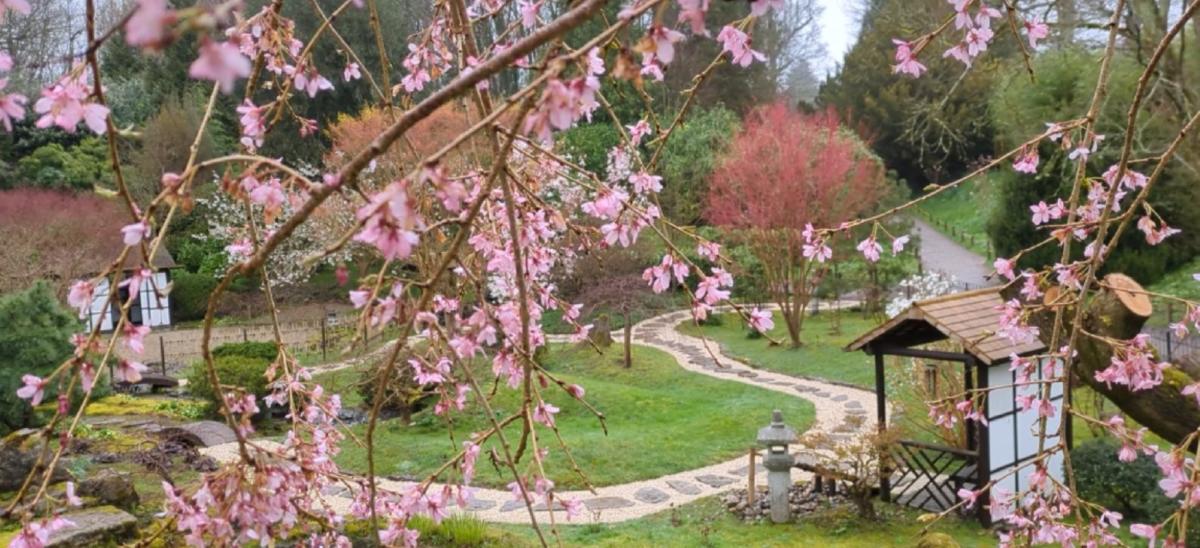 Japanese Garden at Kingston Lacy during spring