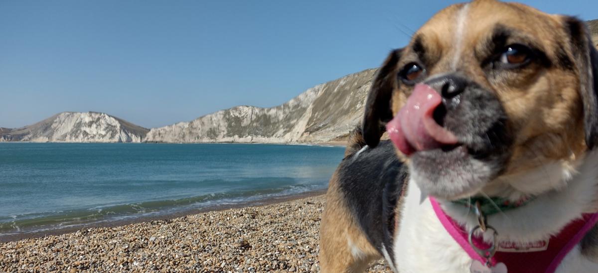 Luna the dog at Worbarrow Bay in Dorset