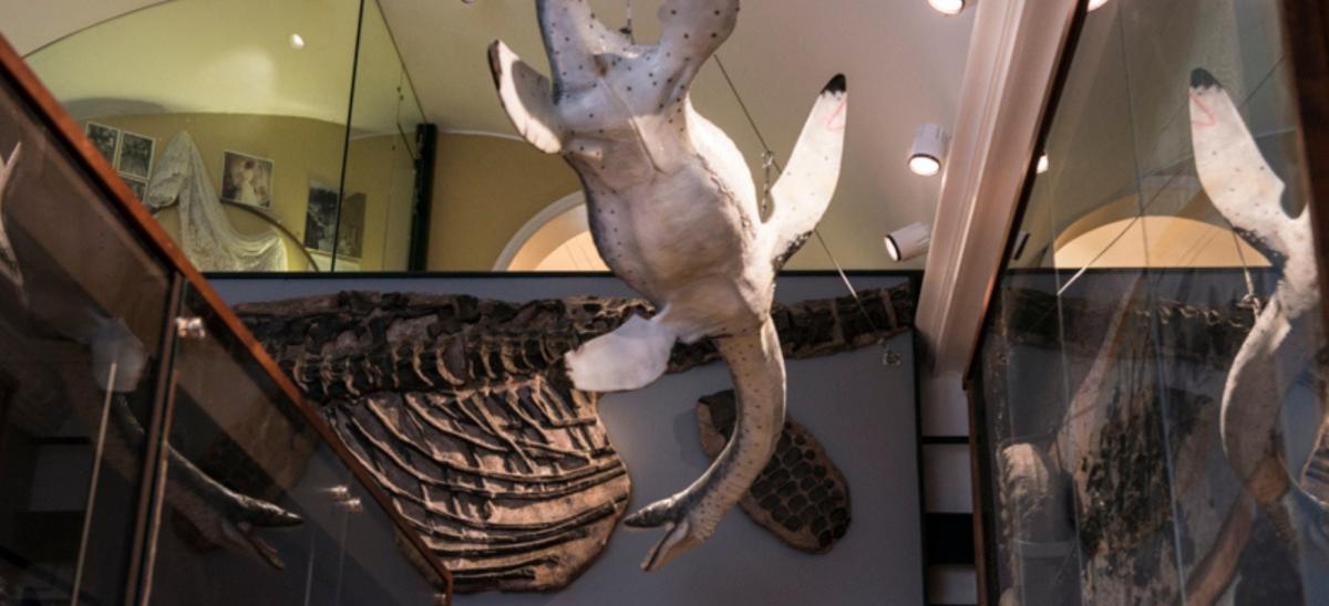 Fossil and marine reptile displays at Lyme Regis Museum in Dorset
