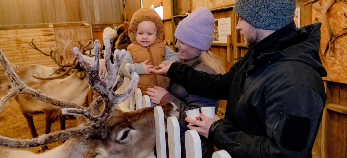 Family feeding reindeer at a Christmas event at Nutley Farm in Dorset