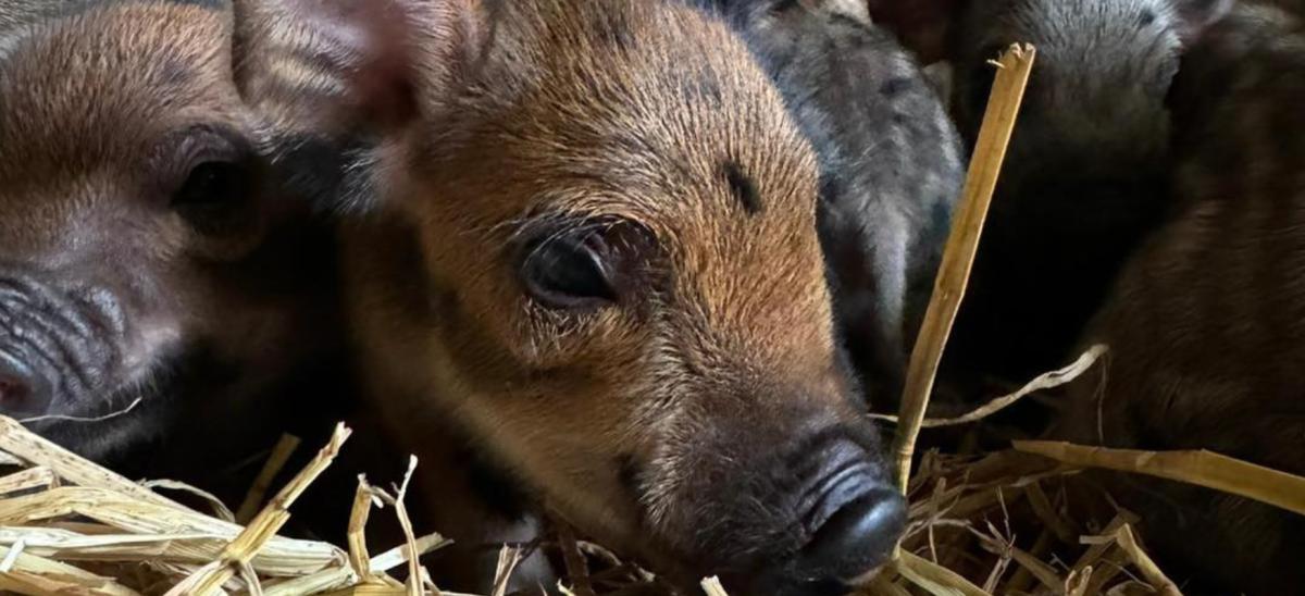 Piglets at The Salt Pig Farm Putlake near Swanage in Dorset