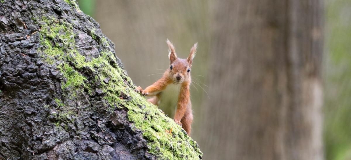 Red squirrel on Brownsea Island in Dorset