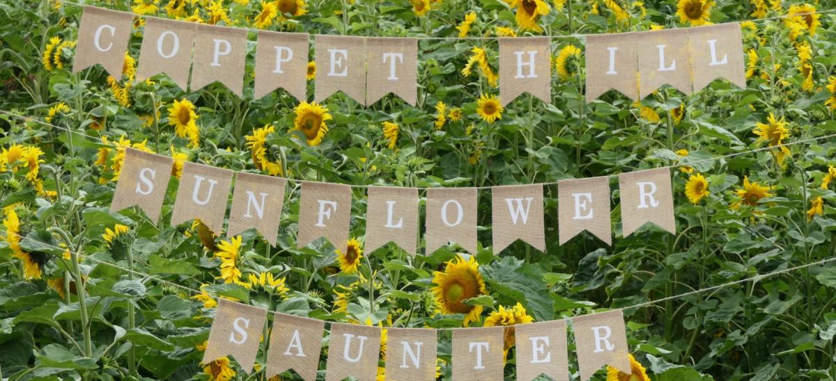 Field of yellow sunflowers with a sign which read "Coppet Hill Sunflower Saunter"