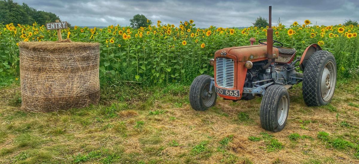 Tractor and hay bale in field of sunflowers with grey clouds in the sky in the distance