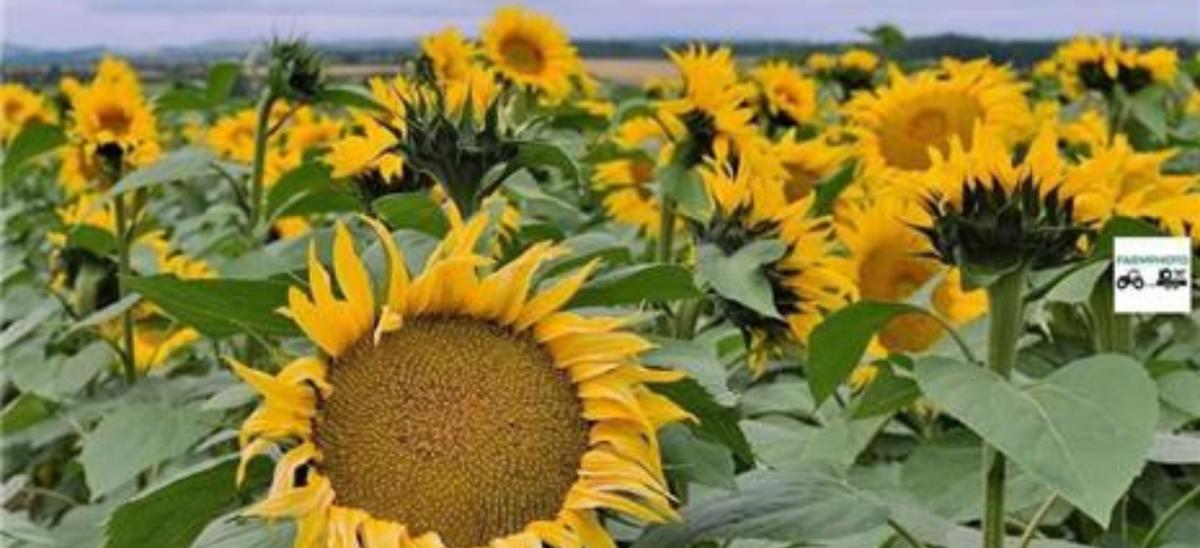 A field of sunflowers