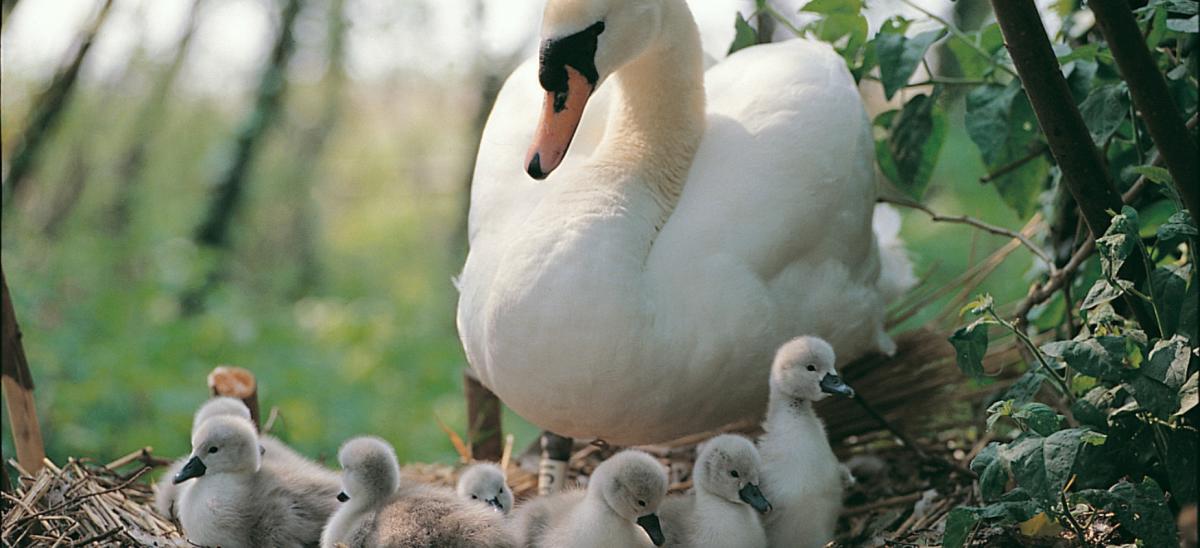 Swans and cygnets on nest at Abbotsbury Swannery in Dorset