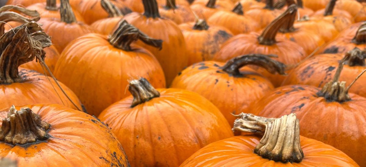 Large orange pumpkins at The Blue Pool in Dorset