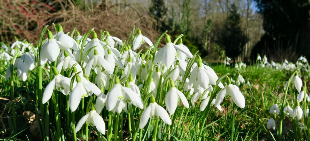 A large patch of white snowdrops against a natural green backdrop