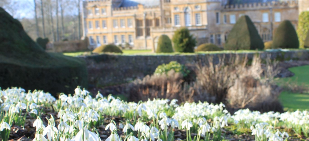 Forde Abbey house and gardens featuring white snowdrops in the foreground and shaped evergreens under a soft light