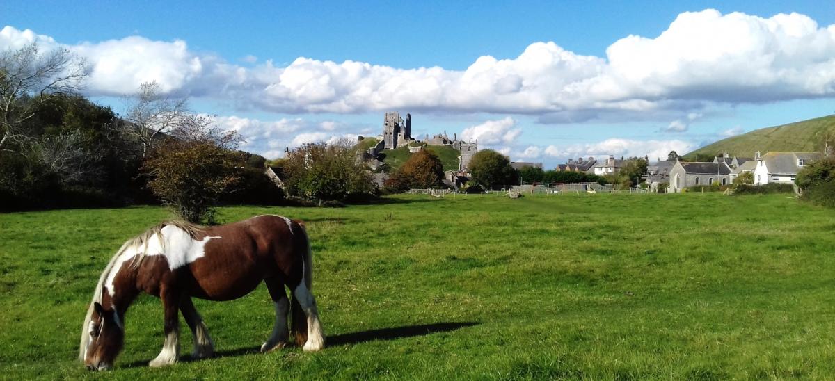 A brown and white horse grazing in a grass field with Corfe Castle village in the background