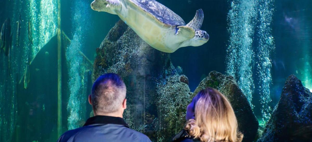 Two people watching a turtle swimming at Weymouth SEA LIFE Adventure Park in Dorset