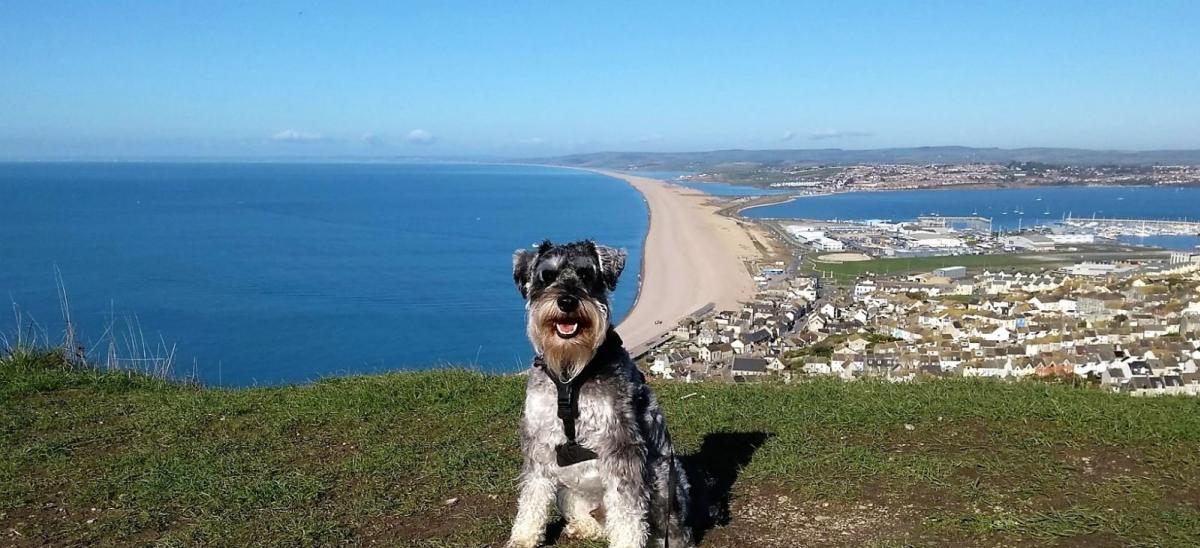 Dylan the dog with a view of Chesil Beach in the background