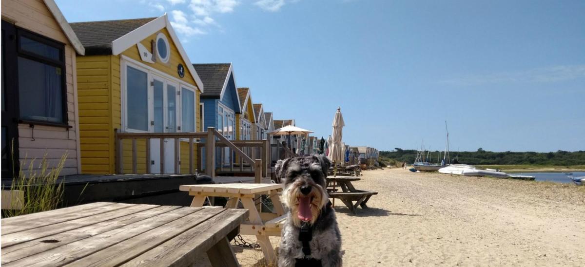 Dylan the dog at Mudeford Sandbank, Dorset