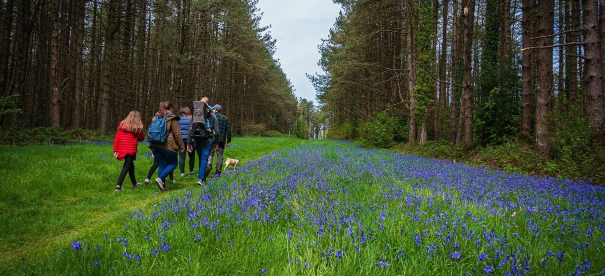 Family Walking in a Bluebell Wood in Dorset