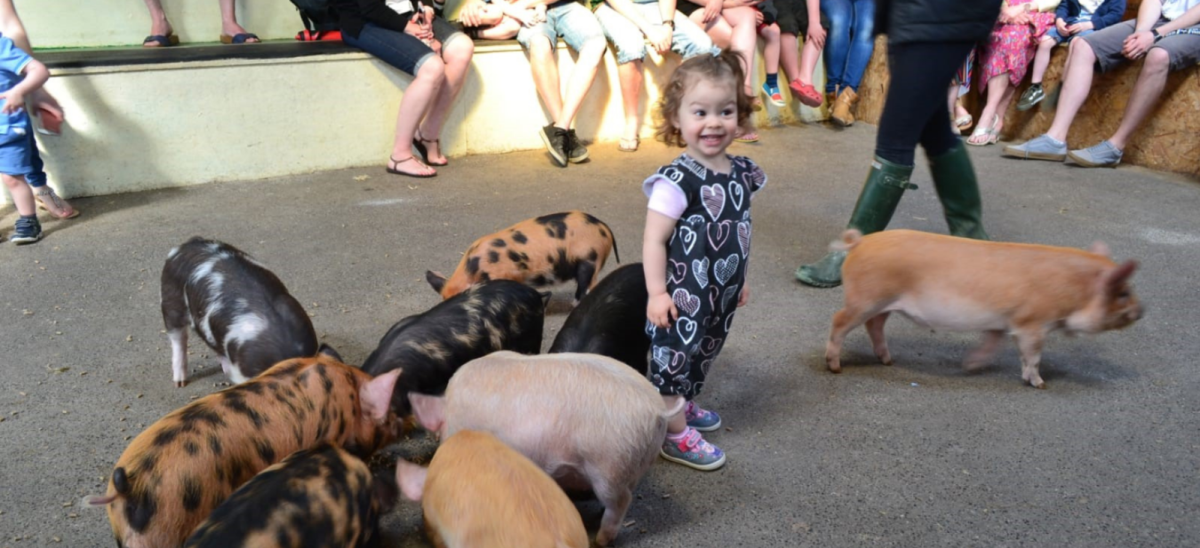 Child with Pigs at Farmer Palmers in Dorset