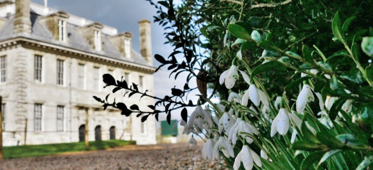 close up of snowdrops in the bottom right hand corner with kingston lacy house in the background