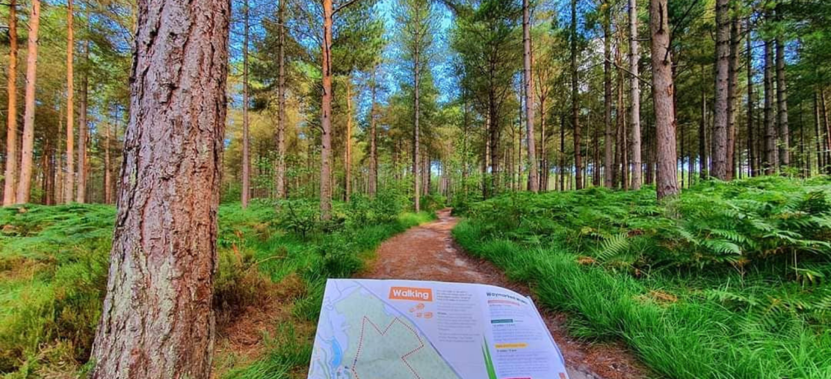 Moors Valley Walking Trail