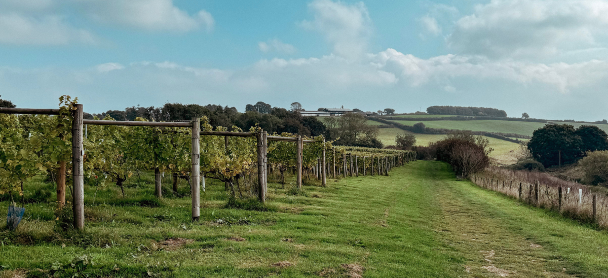 Image shows a vineyard in late summer