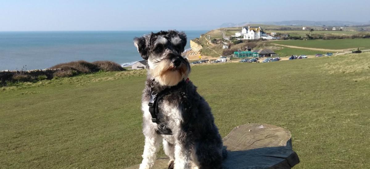 Dog sitting on a bench on the cliffs above Hive Beach, Burton Bradstock in Dorset