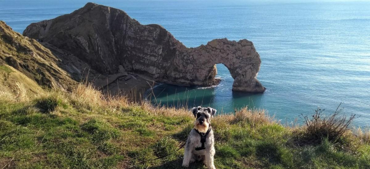 Dog with views of Durdle Door and the Jurassic Coast in Dorset