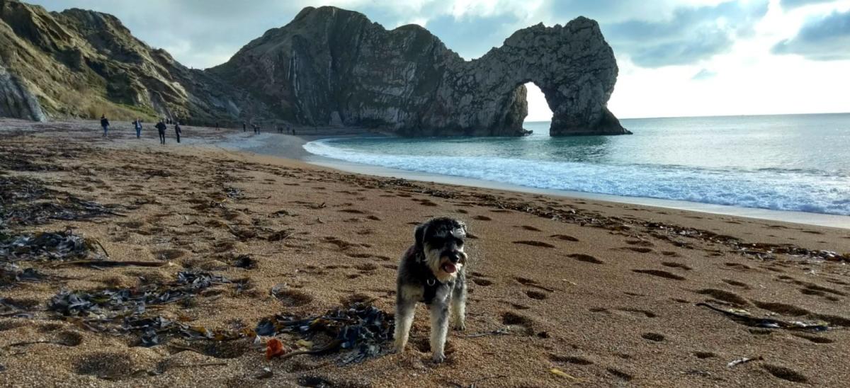 Dog on the pebble beach at Durdlr Door in Dorset