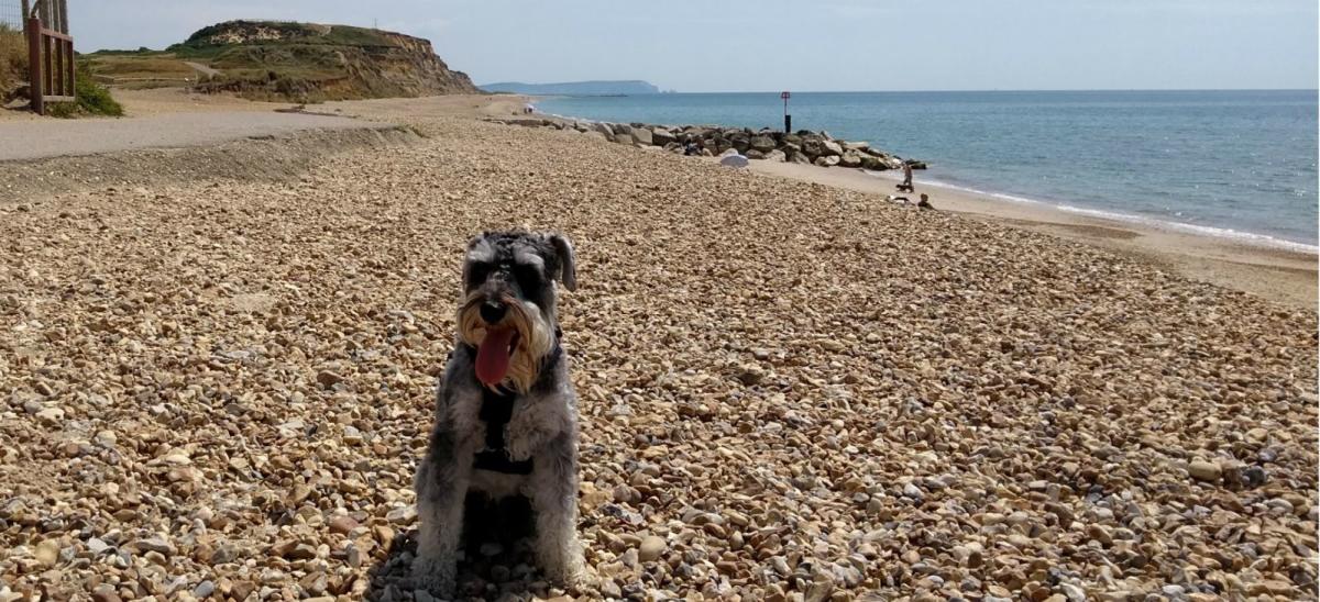 Dog at Hengistbury Head's pebble beach