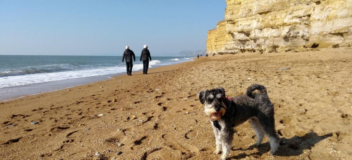 Dog and two walkers at Hive Beach, Burton Bradstock in Dorset