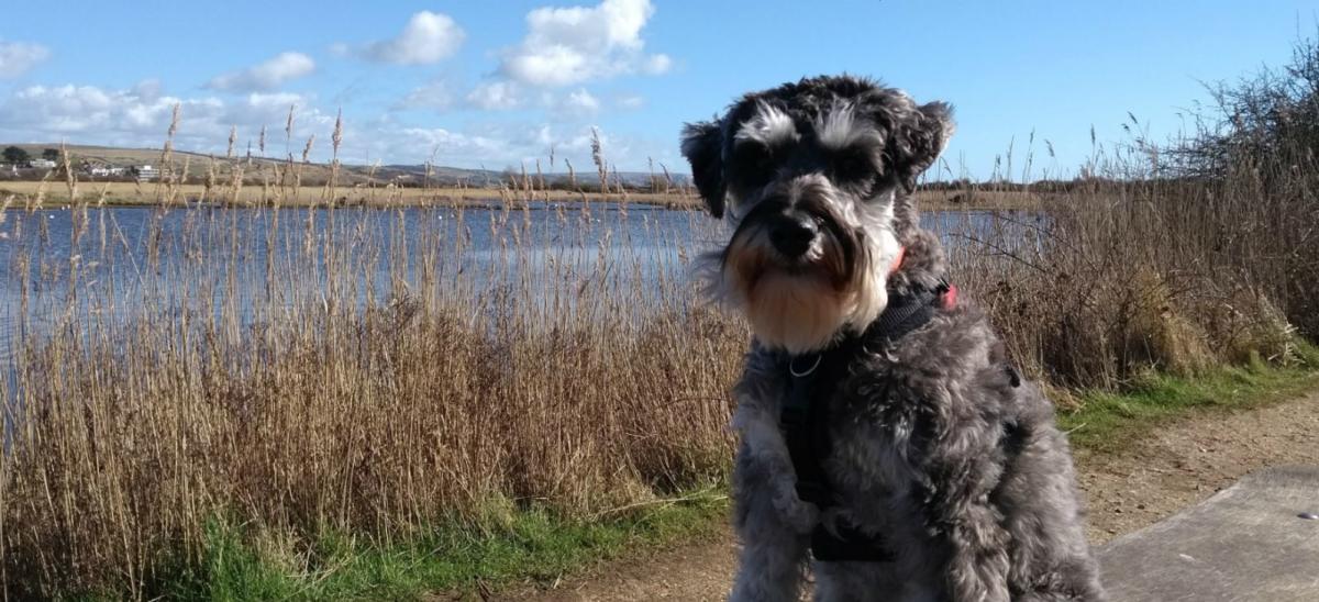 Dog at Lodmoor Country Park, Weymouth in Dorset