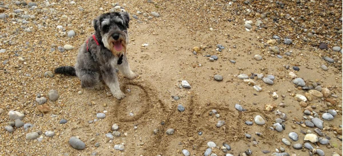 Dylan the Dog on a sand and pebble beach in Dorset