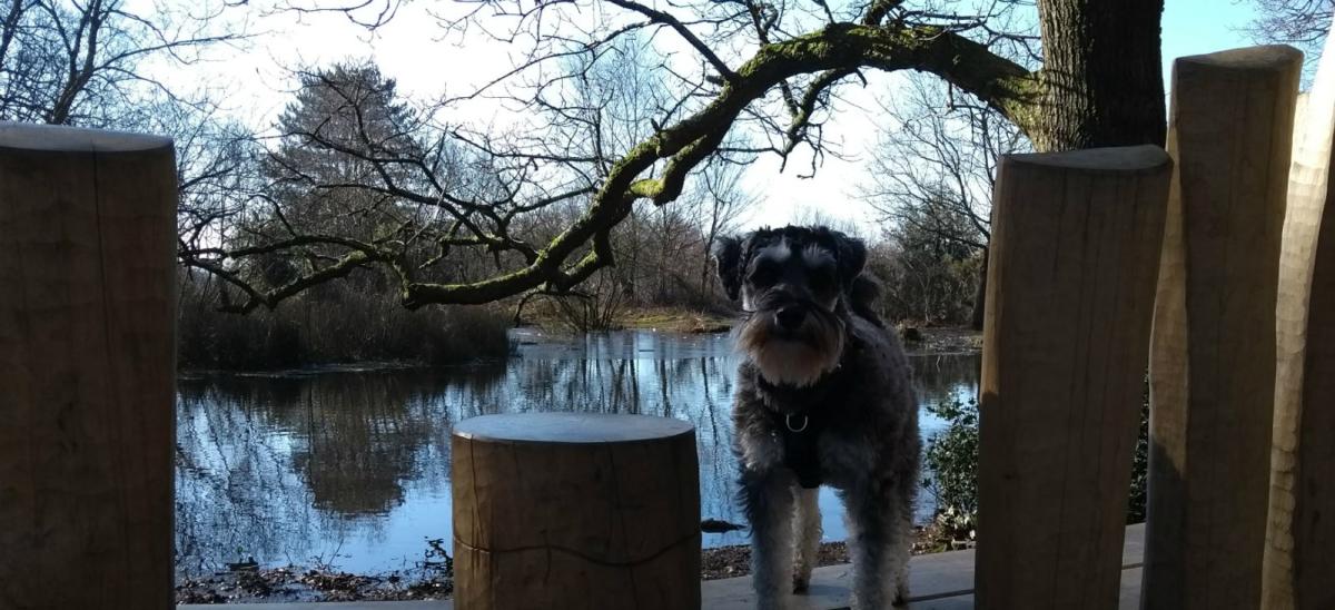 Dog near Rushy Pond at Thorncombe Wood in Dorset