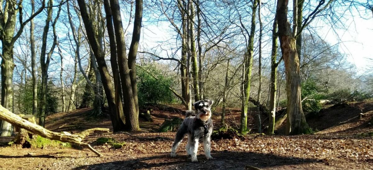 Dog at Thorncombe Wood in Dorset