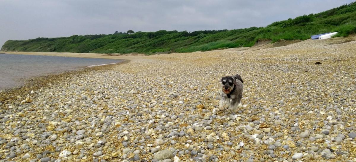 Dog running along the pebble beach at Ringstead in Dorset