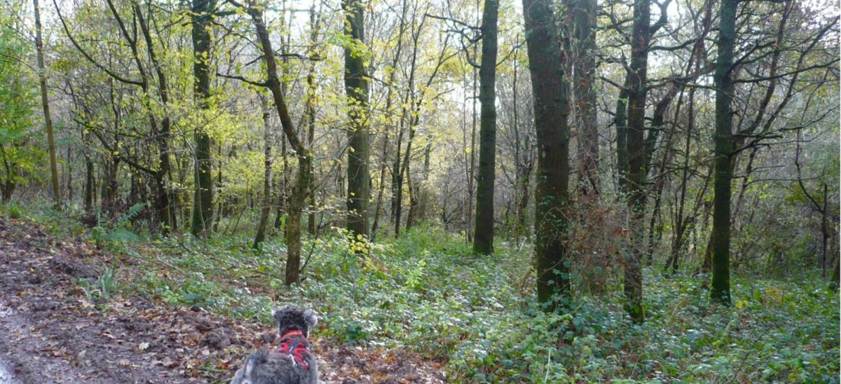 A dog exploring the woodland at Duncliffe Wood in Dorset