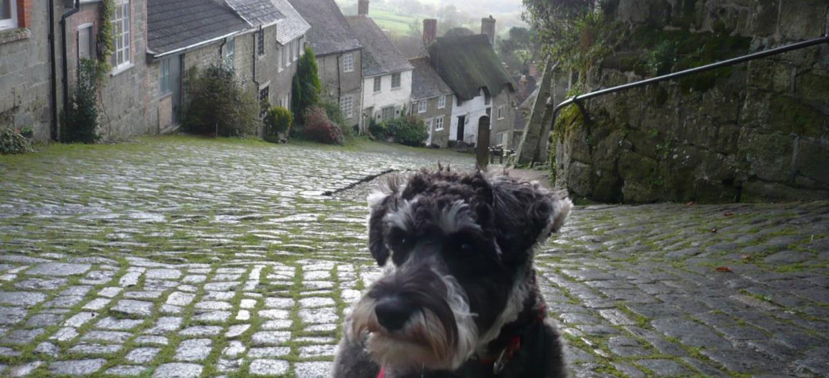 Dog at the top of Gold Hill, Shaftesbury in Dorset