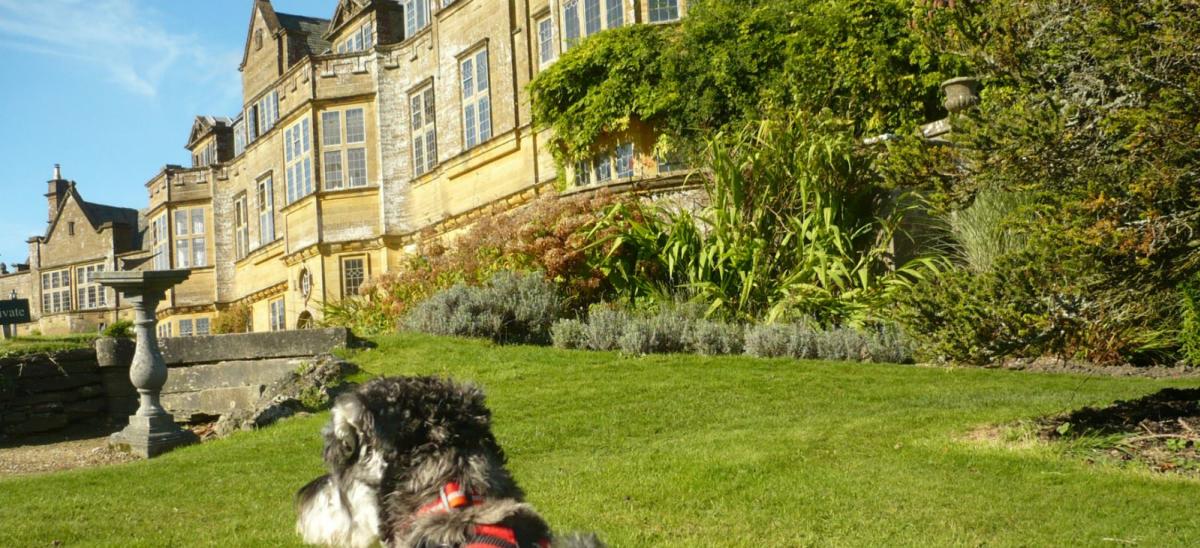 Dog at Minterne House and Gardens in Dorset