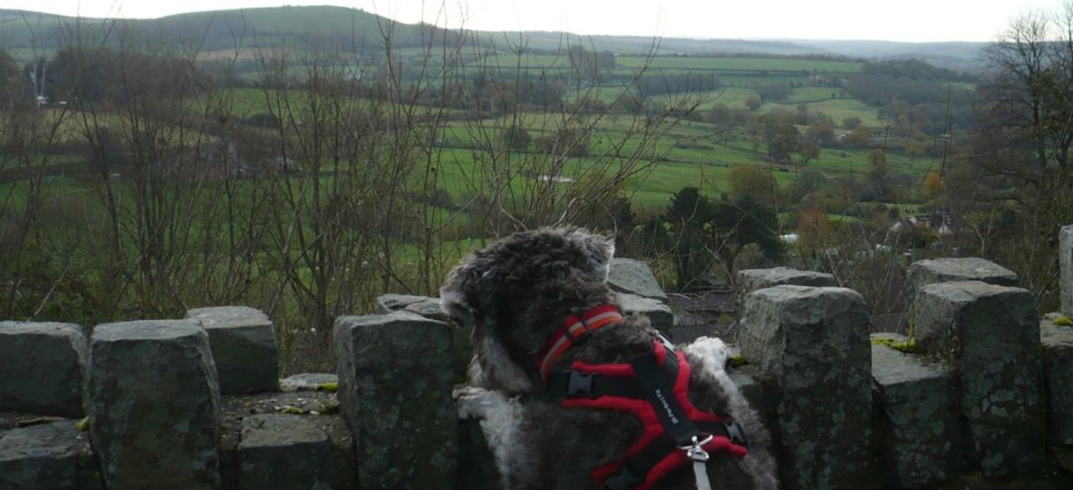 Dog looking over the wall towards to view at Park Walk in Shaftesbury, Dorset