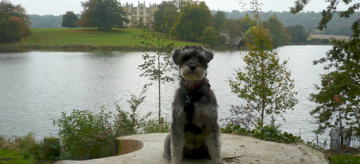 Dog posing in front of the lake and stunning Sherborne Castle in the background