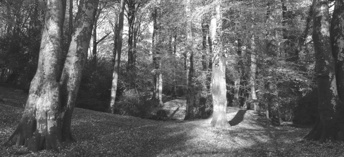 Photograph of woodland taken with a black and white/monochrome filter