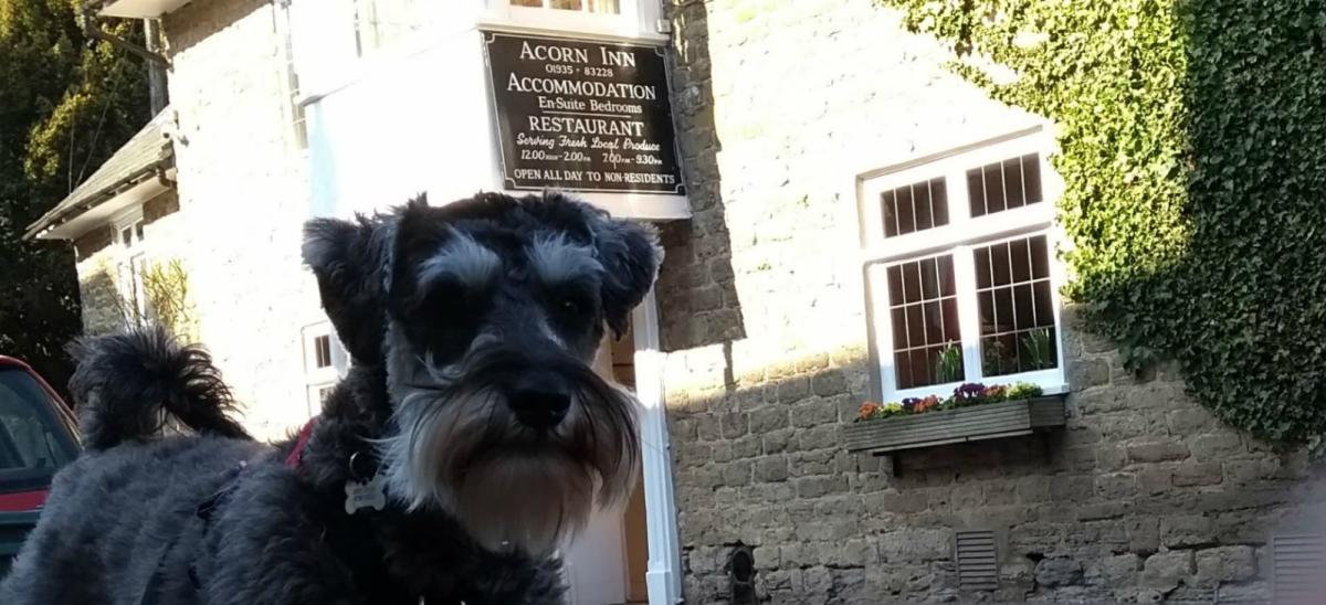 Dog outside The Acorn Inn at Evershot, Dorset
