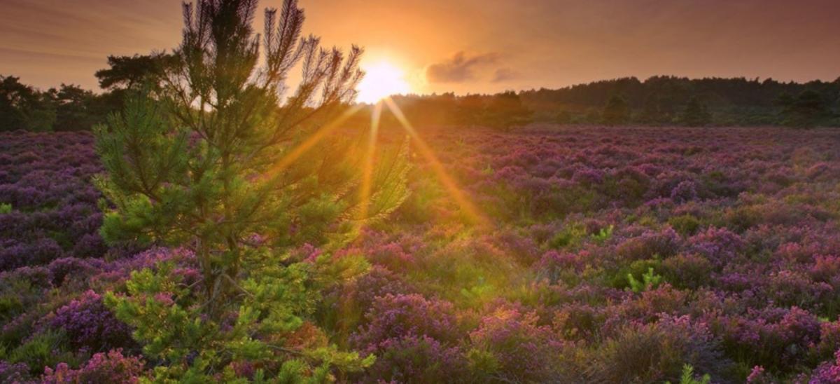 RSPB Arne Nature Reserve near Wareham in Dorset