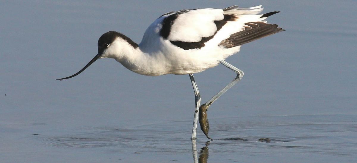 Avocet wading bird, copyright Peter Moore