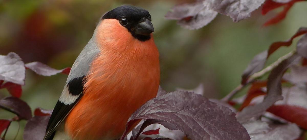 Bullfinch bird on tree