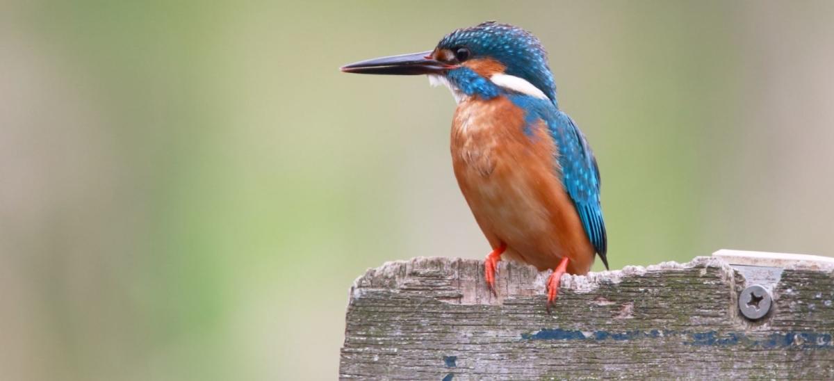 Kingfisher bird on a wooden sign