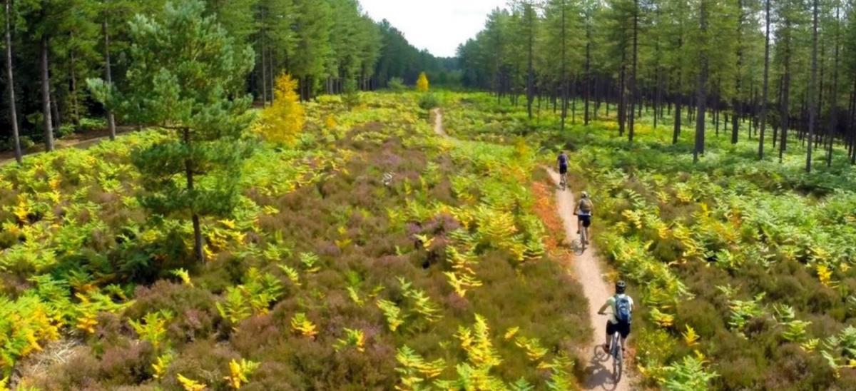 Three cyclists at Moors Valley Country Park and Forest, Dorset